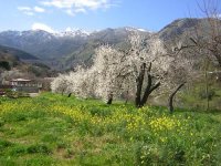 Mandorli in fiore